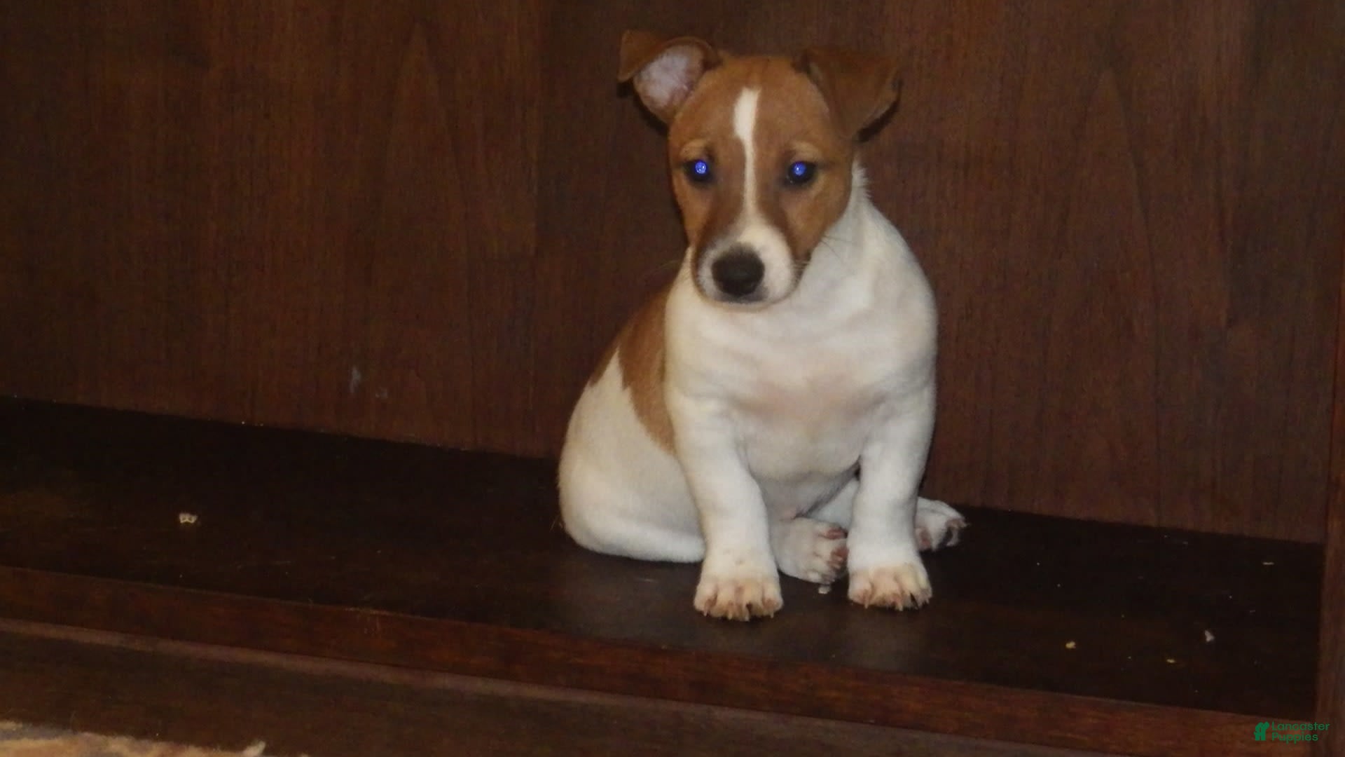 Jack Russell Terrier dogs Fillmore - Ad 22