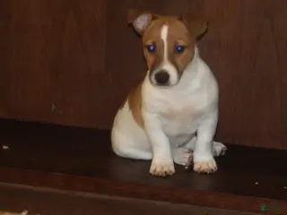 Jack Russell Terrier dogs Fillmore - Ad 30