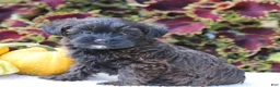 Yorkiepoo dogs for sale: Kara - Ad 8