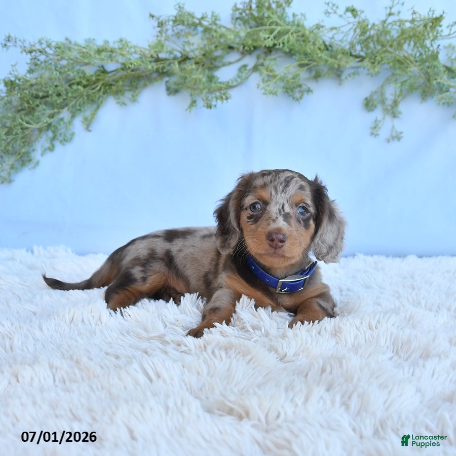 Miniature Dachshund dogs Rambo - Ad 1