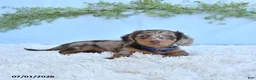 Miniature Dachshund dogs for sale: Rambo - Ad 1