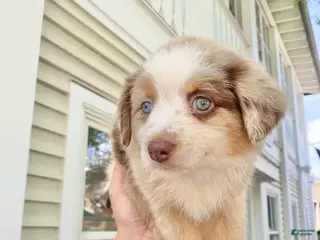 Australian Shepherd dogs for sale: Darlington - Ad 3