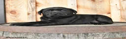 Labrador Retriever dogs for sale: Ebony - Ad 1