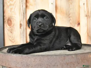 Labrador Retriever dogs for sale: Ebony - Ad 4