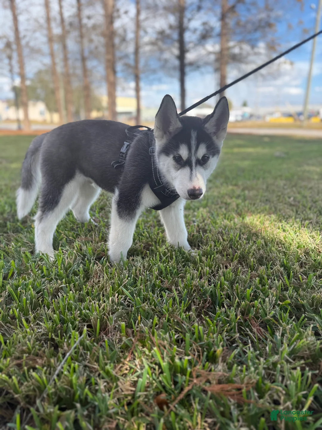 Siberian Husky dogs for sale: Siberian Husky Puppy 1 - Ad 3