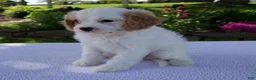 Cavapoo dogs for sale: Darla - Ad 6