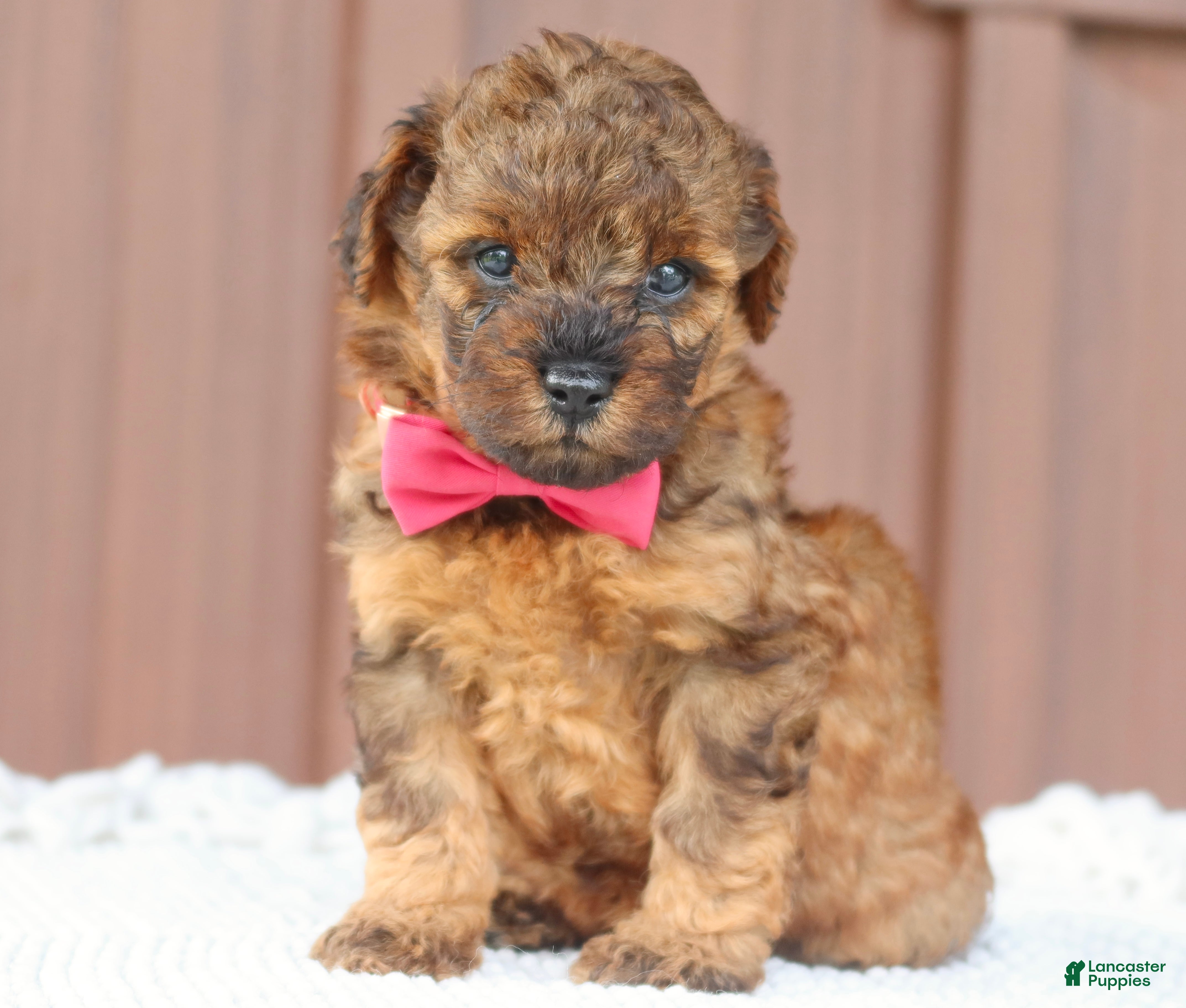 Toy Poodle dogs Amber - Ad 1
