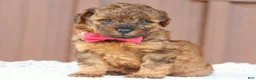 Toy Poodle dogs for sale: Amber - Ad 1