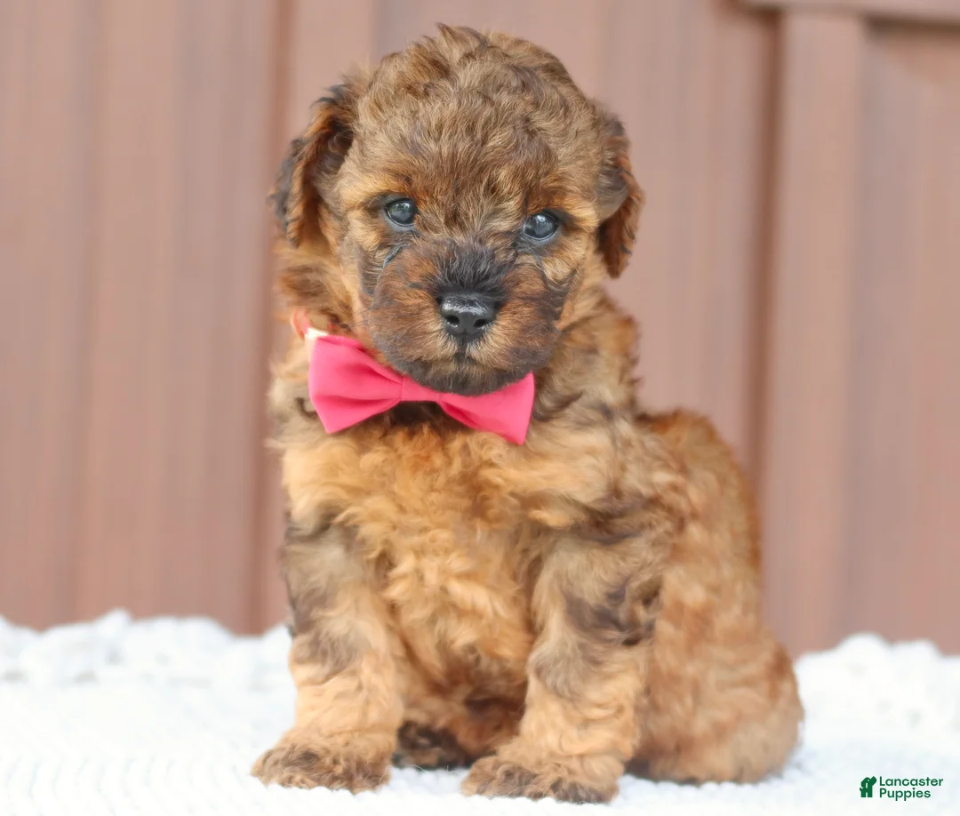 Toy Poodle dogs for sale: Amber - Ad 1
