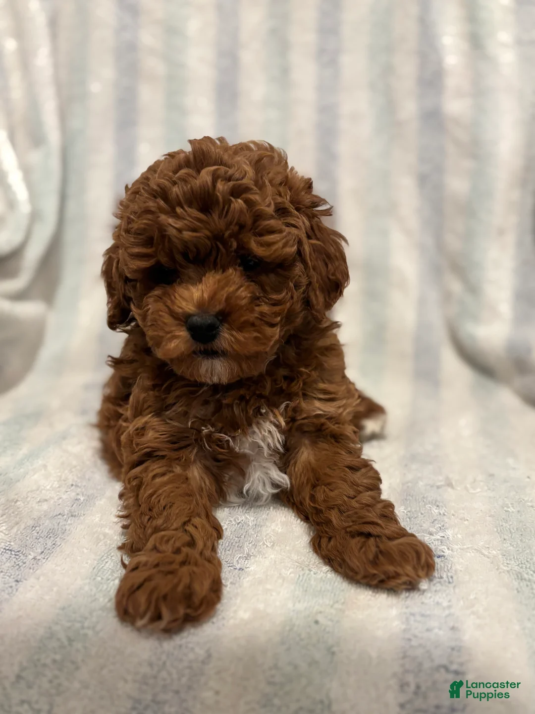 Maltipoo dogs for sale: Maltipoo Puppy 1 - Ad 4