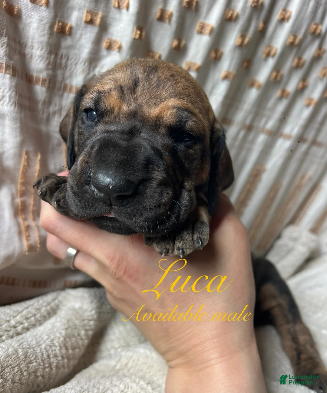 Great Dane dogs for sale: Luca - Ad 1