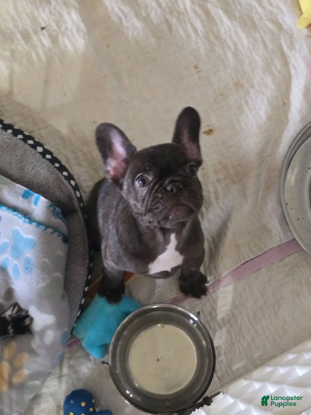 French Bulldog dogs for sale: French Bulldog 1 - Ad 1