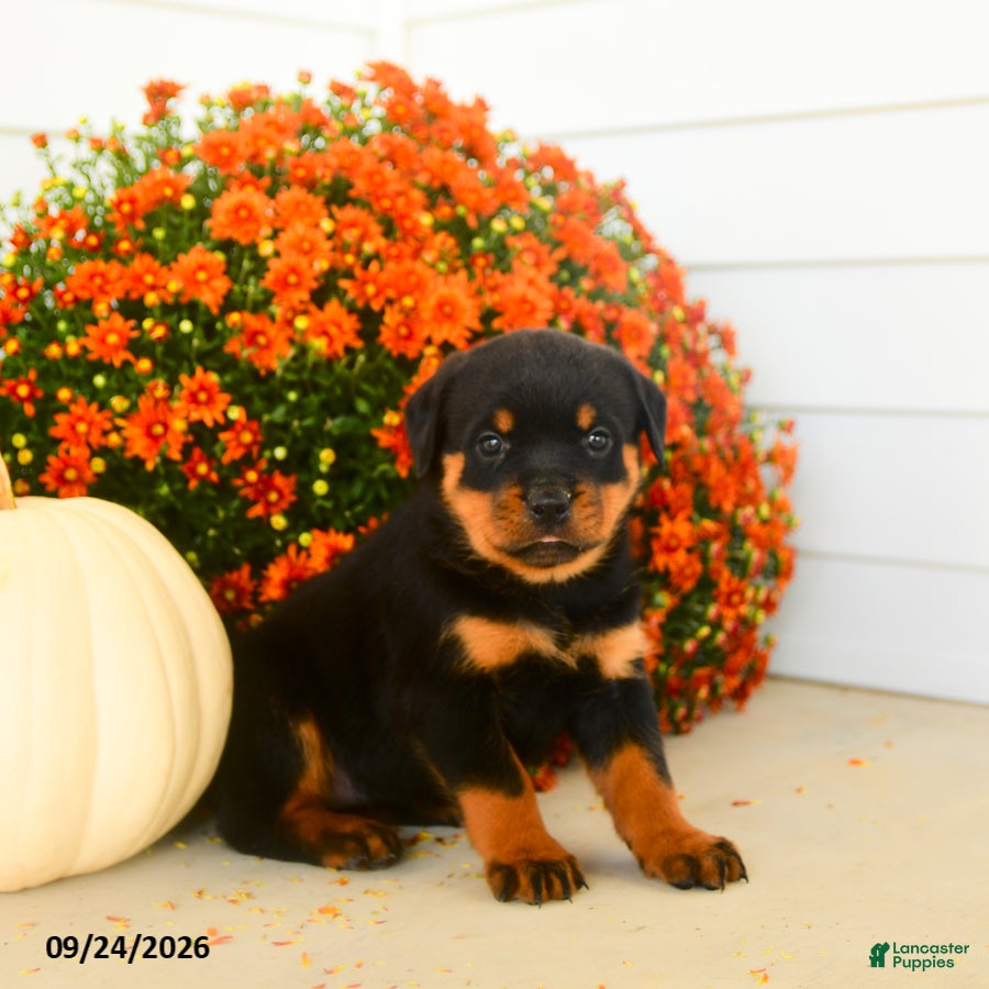 Rottweiler dogs Prudence - Ad 1