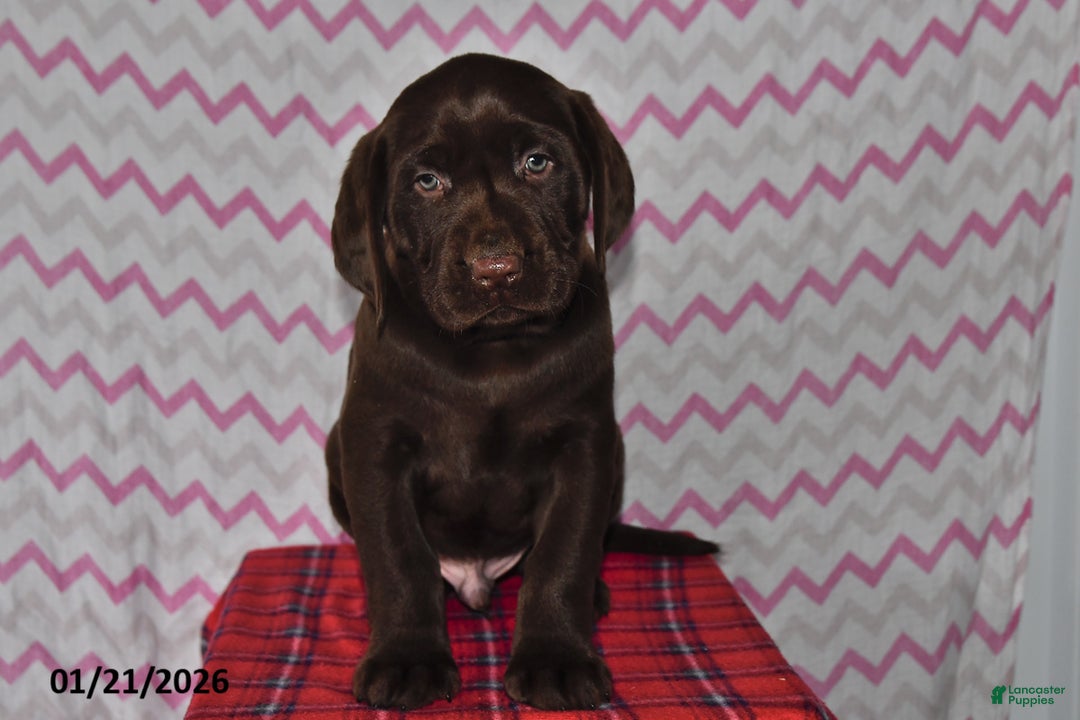 Labrador Retriever dogs for sale: Puddles - Ad 2