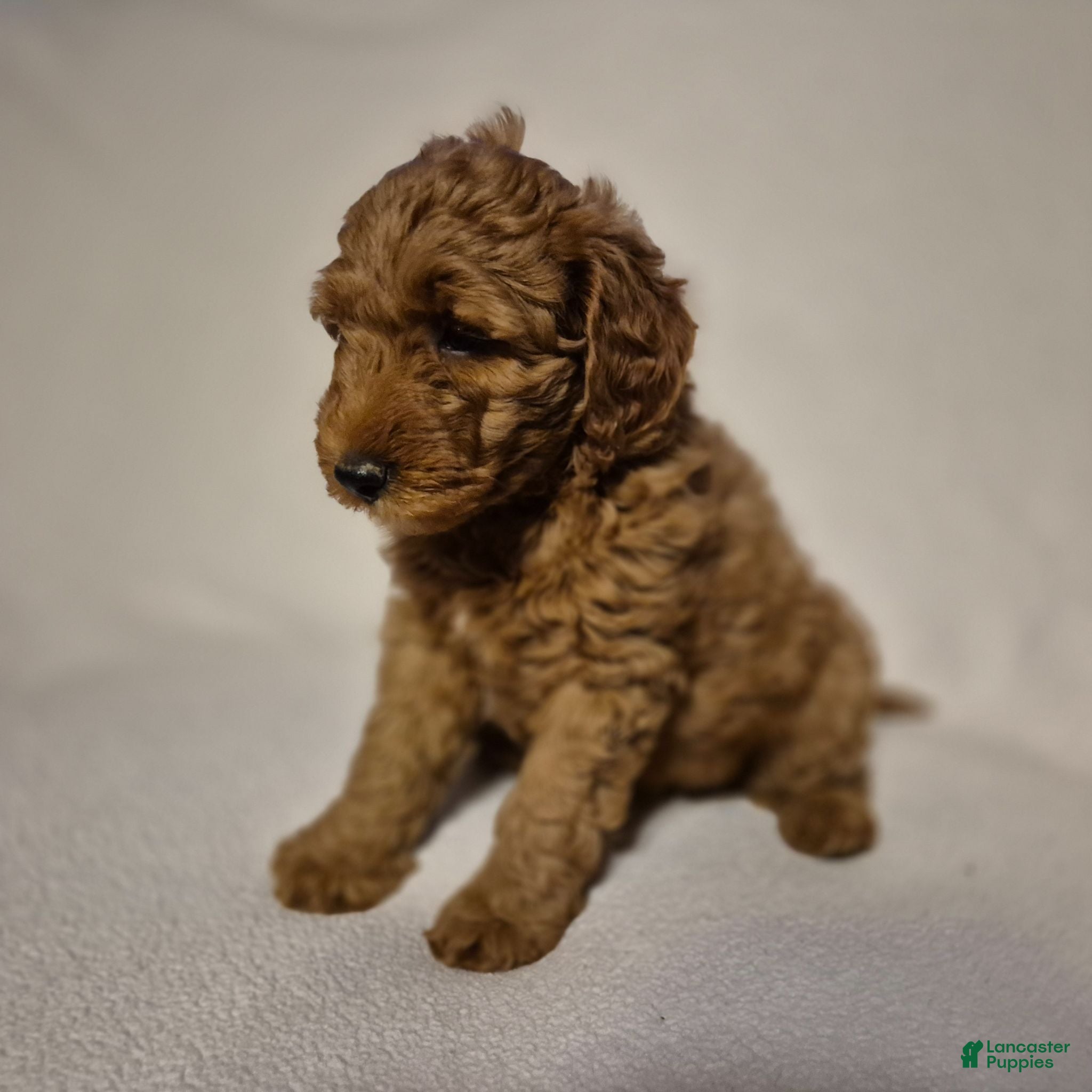 Goldendoodle dogs Lily - Ad 2