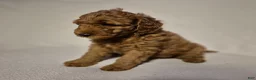 Goldendoodle dogs for sale: Lily - Ad 2