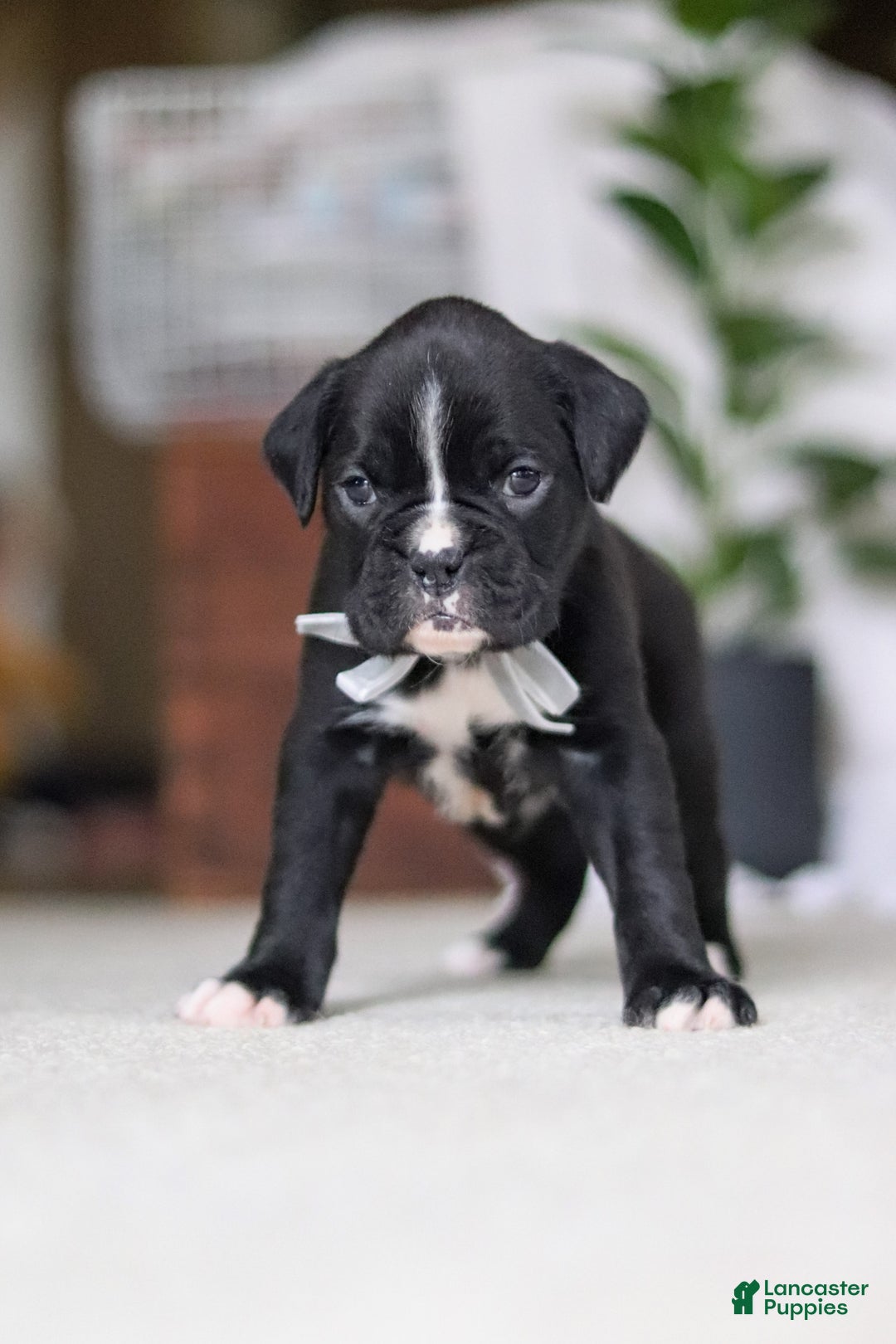 Boxer dogs for sale: Diesel - Ad 8