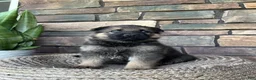 German Shepherd dogs for sale: Blane - Ad 3
