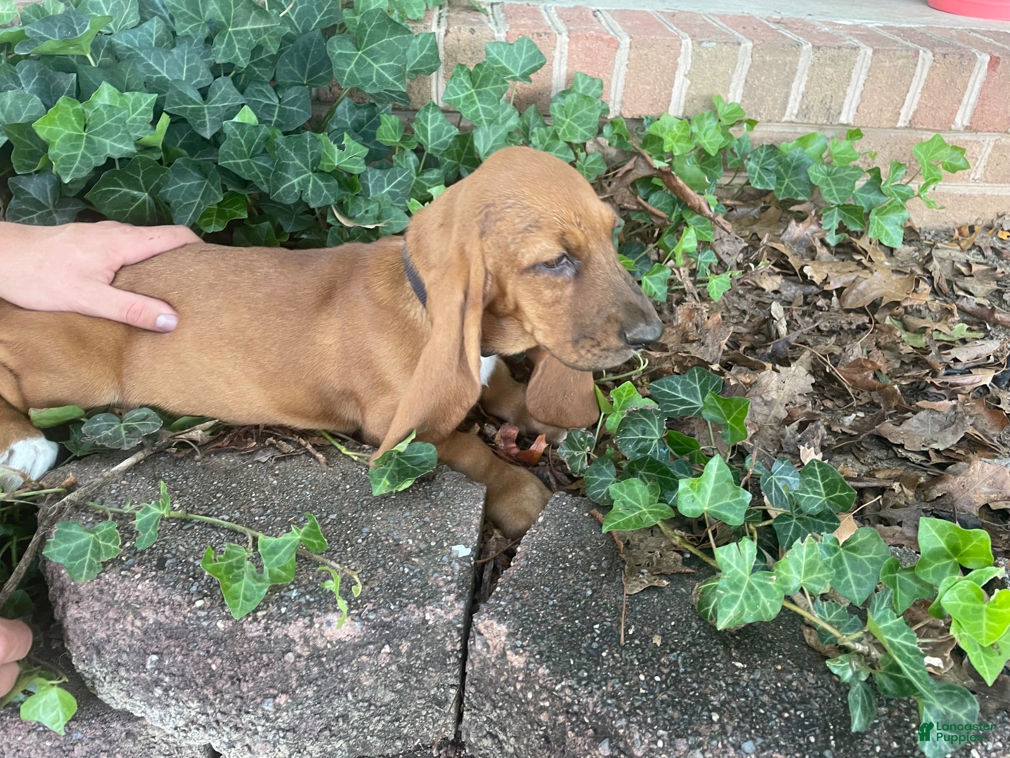 Basset Hound dogs Bonnie (gray collar) - Ad 1