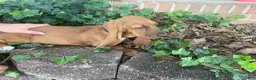 Basset Hound dogs for sale: Bonnie (gray collar) - Ad 1