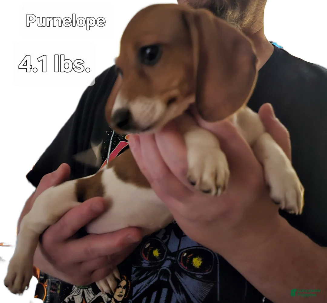 Miniature Dachshund dogs for sale: Miniature Dachshund Piebald (Purnelope) - Ad 1