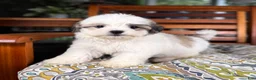 Malshi dogs for sale: Maverick  - Ad 7