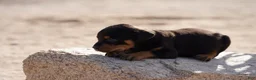 Rottweiler dogs for sale: Rott M3 - Ad 2