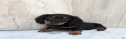 Miniature Dachshund dogs for sale: Porter - Ad 4