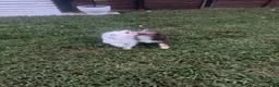 Aussiedoodle dogs for sale: Aussiedoodle 1 - Ad 2