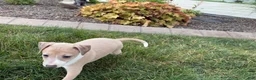 Italian Greyhound dogs for sale: Gordie - Ad 8