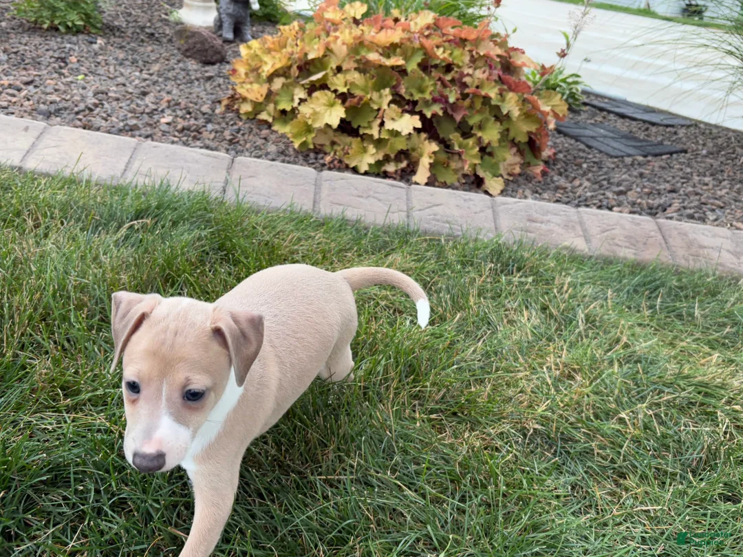 Italian Greyhound dogs for sale: Gordie - Ad 8