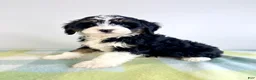 Bernedoodle dogs for sale: Bonnie - Ad 4