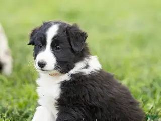 Mixed Breed dogs for sale: Marcy - Ad 2