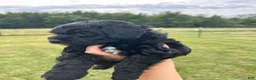 Mini Bernedoodle dogs for sale: Sprinkles - Ad 17