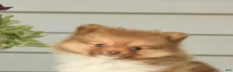 Pomeranian dogs for sale: Gregory - Ad 5
