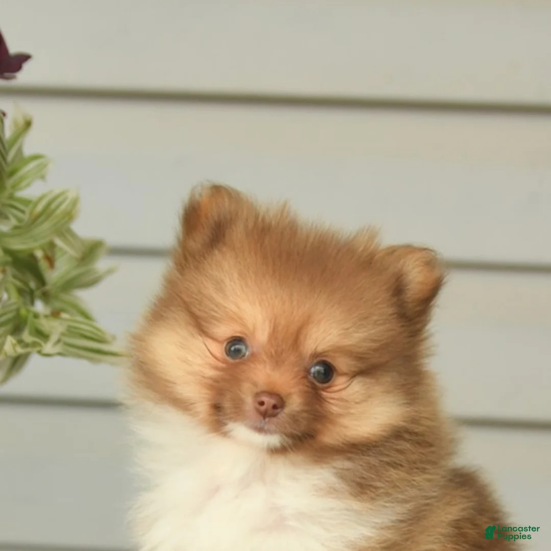 Pomeranian dogs for sale: Gregory - Ad 5