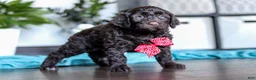 Portuguese Water Dog dogs for sale: Teddy - Ad 2