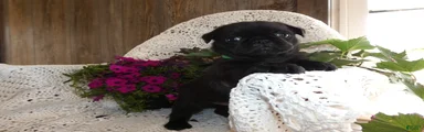 Pug 1 Rex