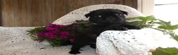 Pug dogs for sale: Pug 1 Rex - Ad 1