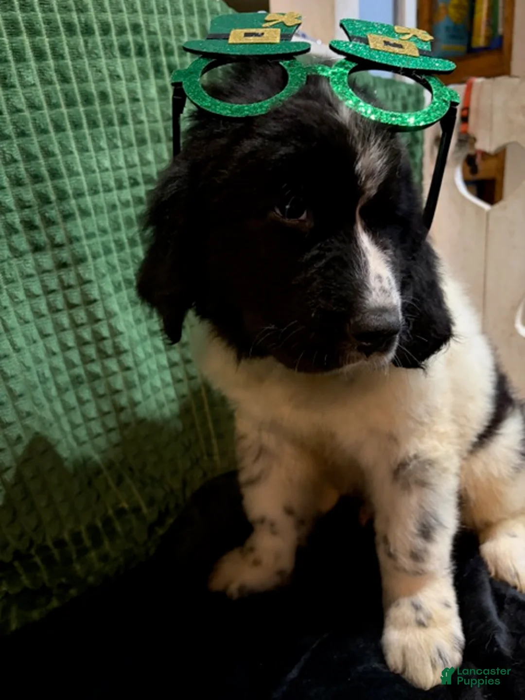 Newfoundland dogs for sale: Orange collar Male - Ad 2