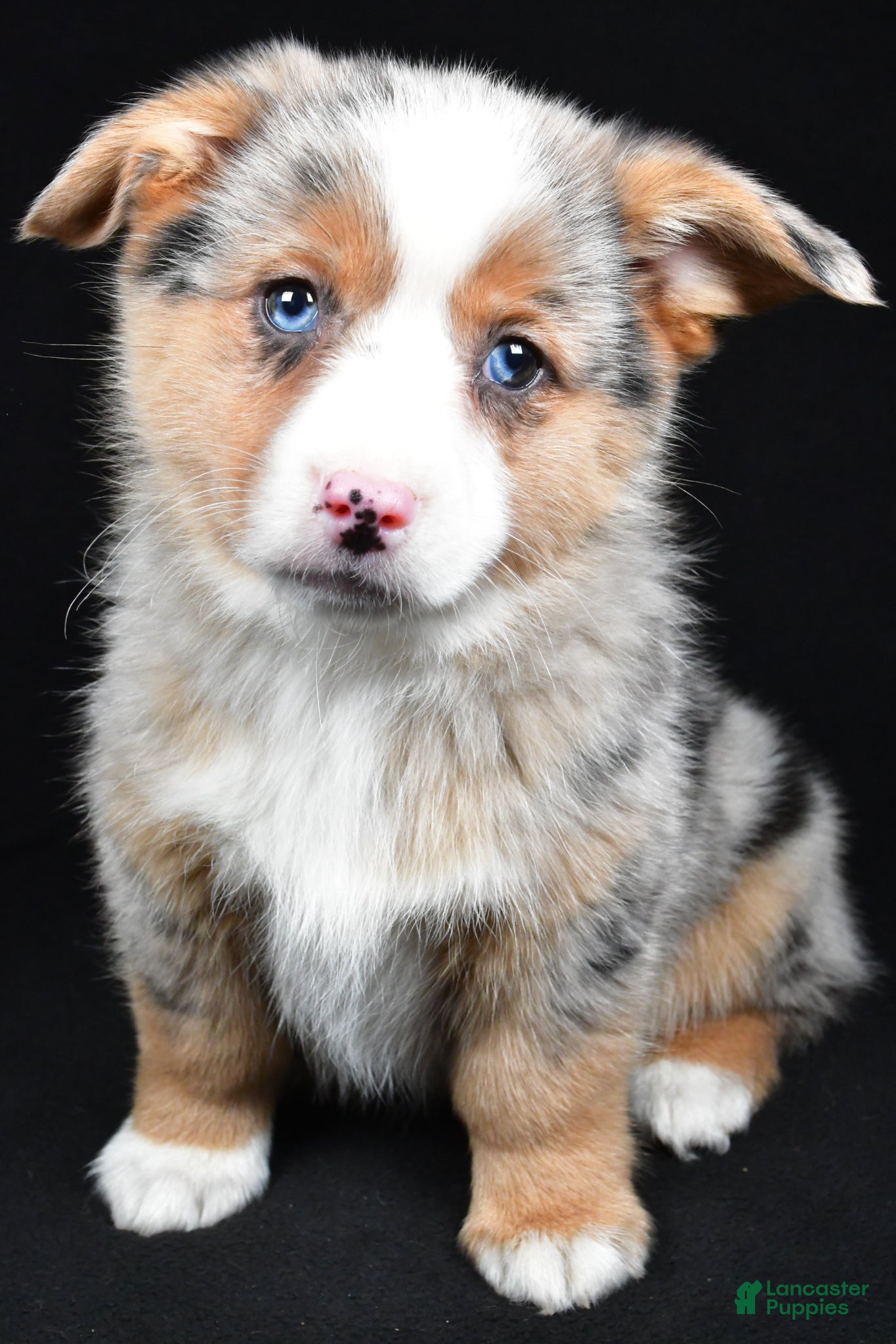 Mixed Breed dogs Piper - Ad 2