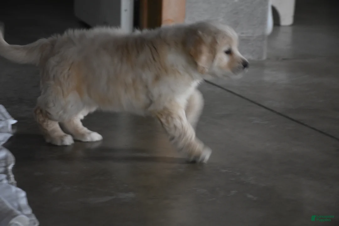 Golden Retriever dogs for sale: Harley  Genetic/OFA - Ad 15