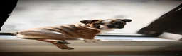 Mixed Breed dogs for sale: Spots - Ad 4