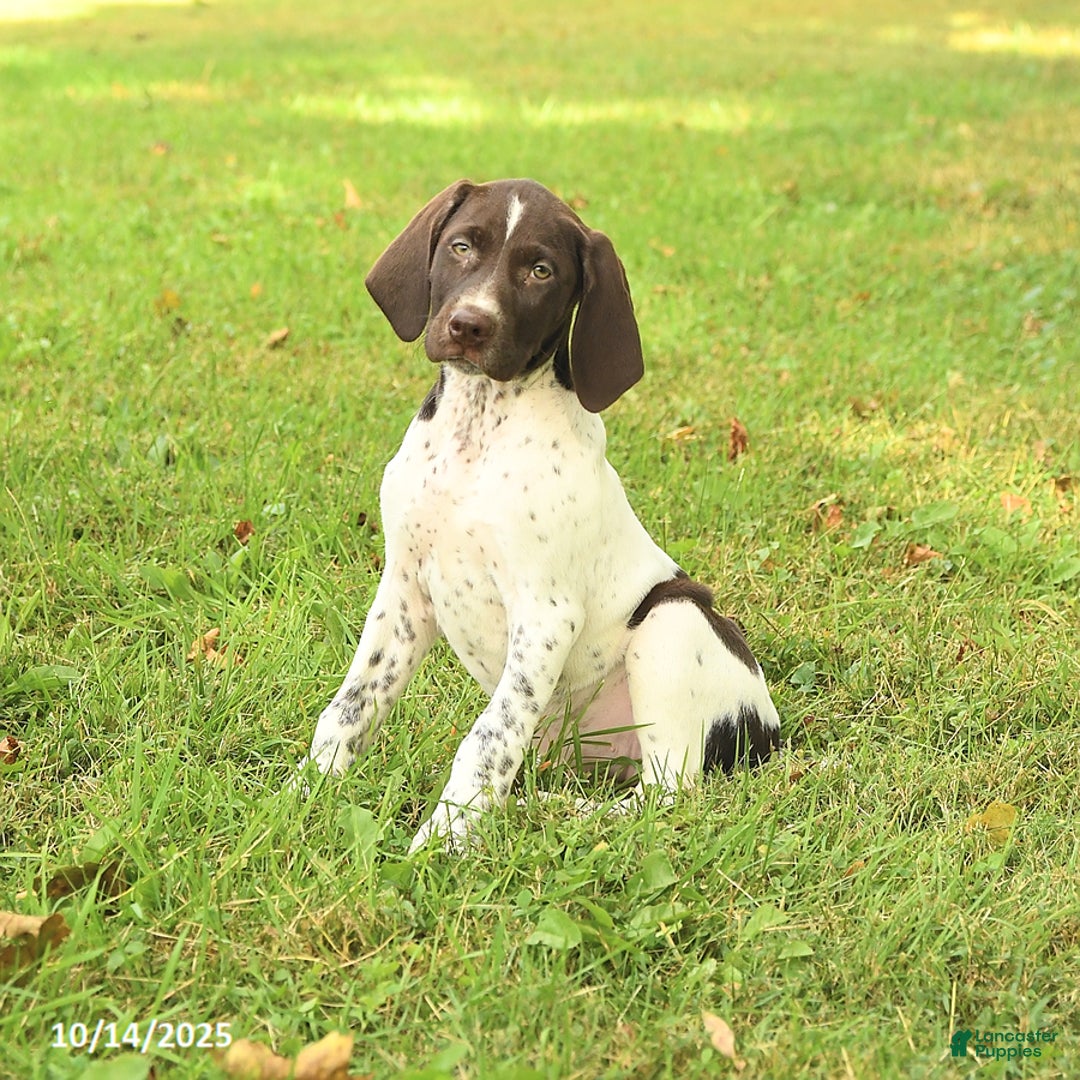 German Shorthaired Pointer Puppies for sale Lancaster Puppies