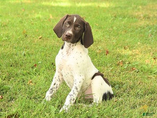 German Shorthaired Pointer dogs - Ad 1