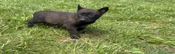 Belgian Malinois dogs for sale: Cleveland - Ad 10