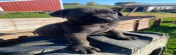Cane Corso dogs for sale: Cash - Ad 9