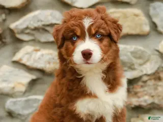 Australian Shepherd dogs for sale: Woody - Ad 2