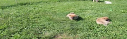 Shiba Inu dogs for sale: Beef - Ad 3