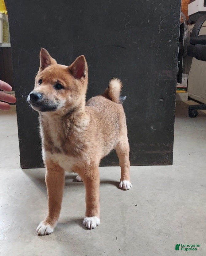 Shiba Inu dogs Blake - Ad 1